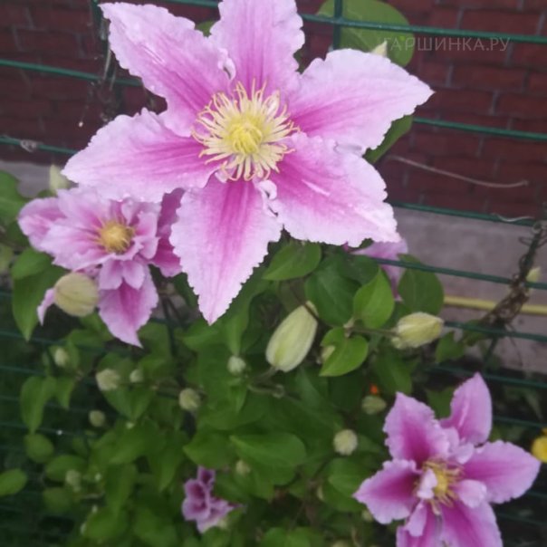 превью изображения отзыва