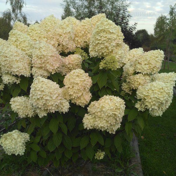 превью изображения отзыва