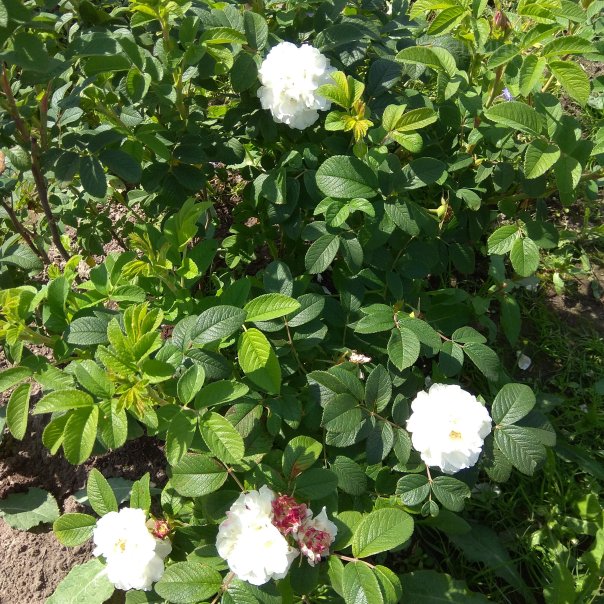 превью изображения отзыва