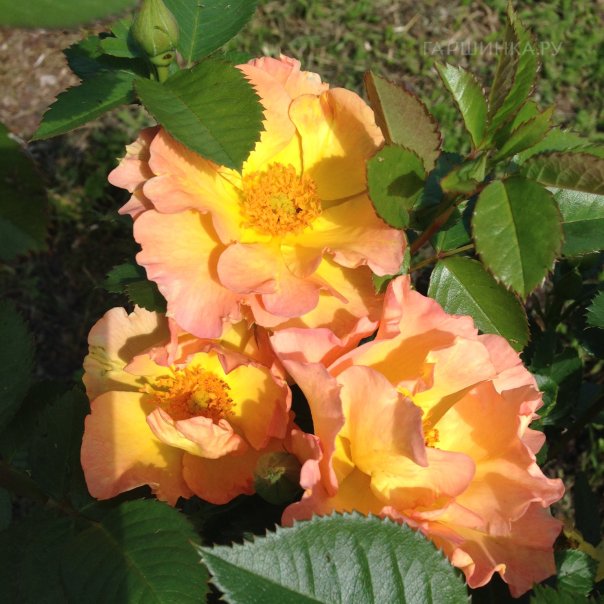 превью изображения отзыва