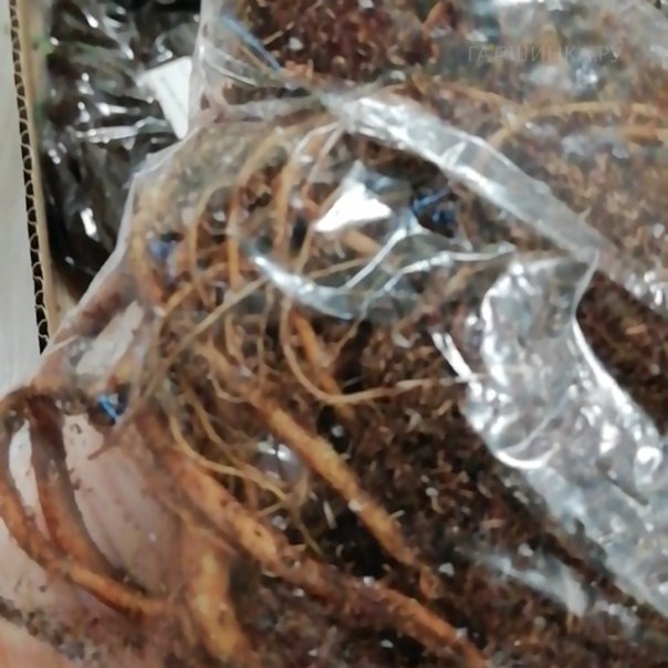 превью изображения отзыва