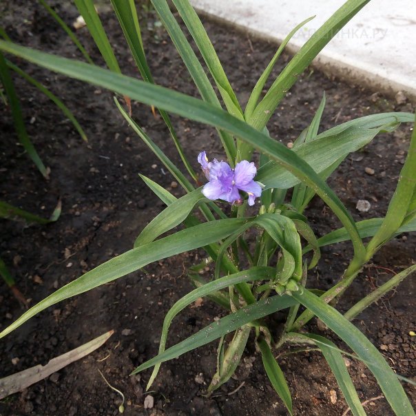 превью изображения отзыва