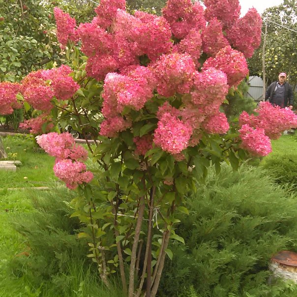 превью изображения отзыва