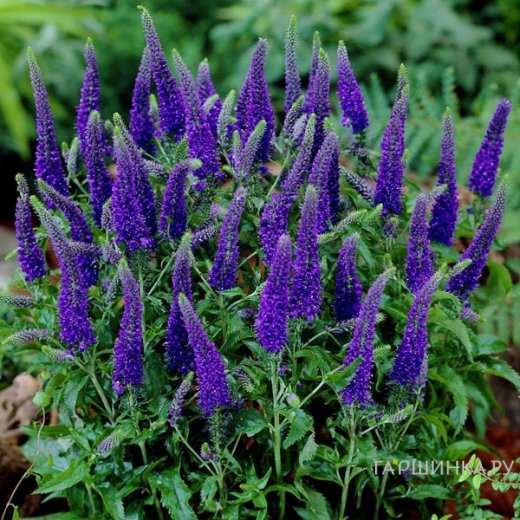 Онлайн фильм: Артықшылықтары бар достар