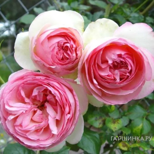 Роуз ер мүше.