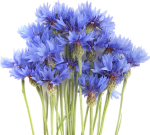 Цветы многолетние