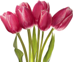 Луковичные осенней посадки