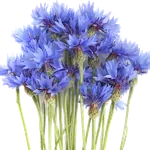 Цветы многолетние