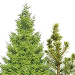 Хвойные растения