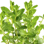 Лекарственные и пряные травы