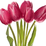 Луковичные осенней посадки