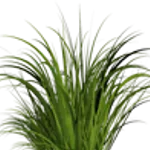 Злаки и декоративные травы