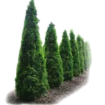 Живые изгороди