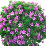 Декоративные кустарники и деревья