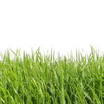 Газонная трава