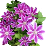 Клематисы и другие вьющиеся растения