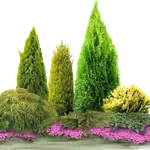 Клумбы и цветники