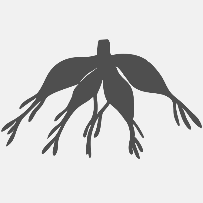 клубнелуковица в упаковке