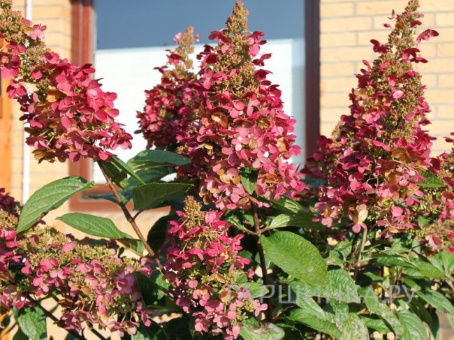 Гортензия Вимс Ред (Красный Вим) метельчатая