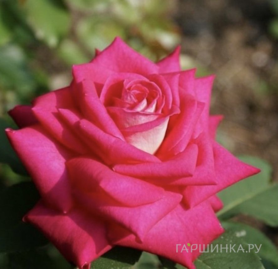 Роза Акапелла чайно-гибридная, Топалович (лиц)