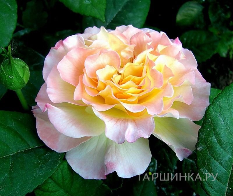 Роза Акварель чайно-гибридная, Тантау (лиц)