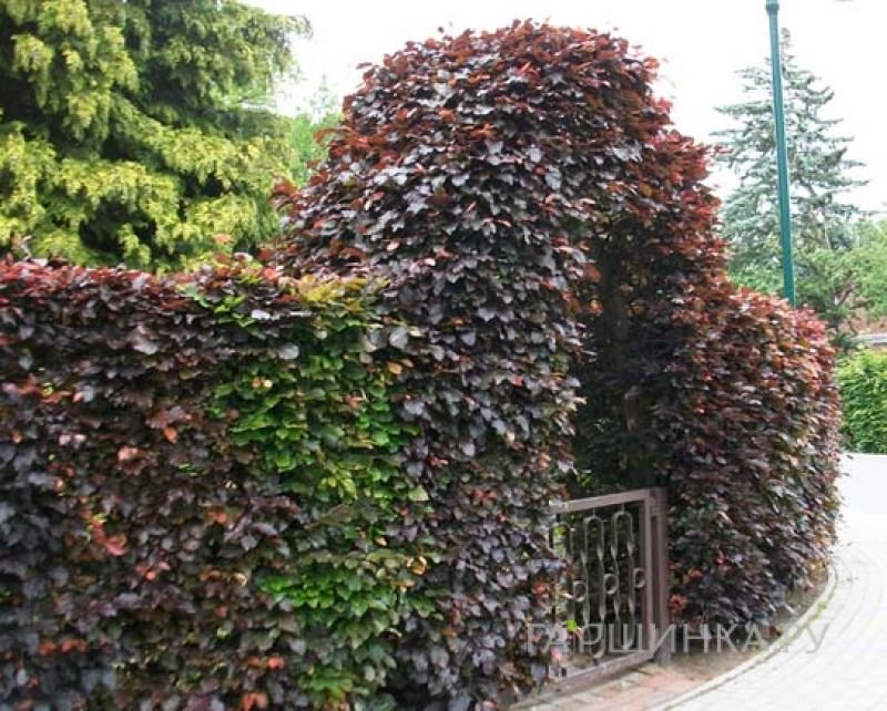 Бук Атропуницеа