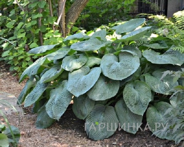 Хоста Элеганс (L)