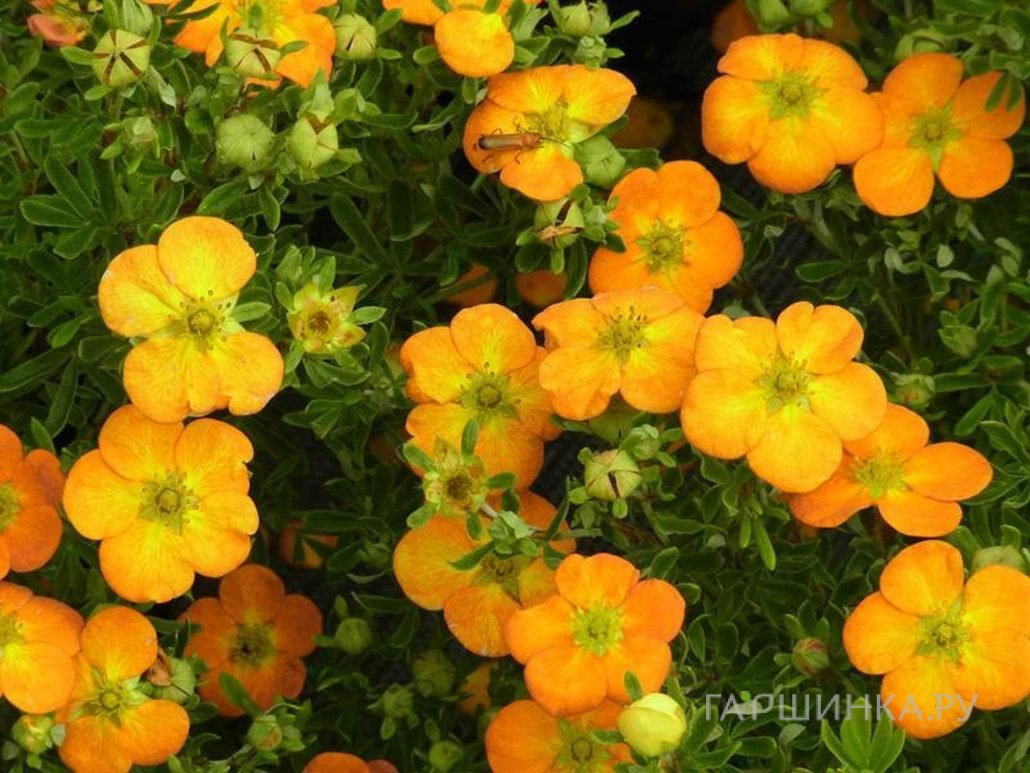 Лапчатка кустарниковая Белла Сол