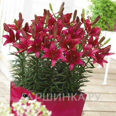 Лилия Тайни Гоуст азиатская низкорослая /2шт