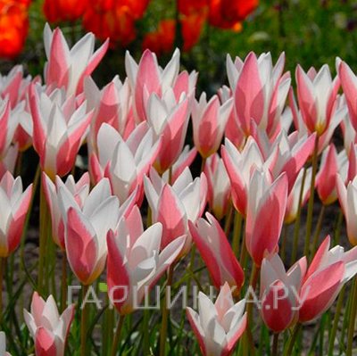 Тюльпан Леди Джейн ботанический 5 шт