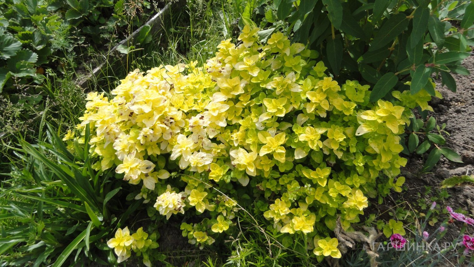 Душица Голд Наггет