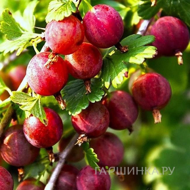 Крыжовник Балет