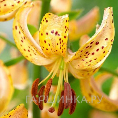 Лилия Гвинея Голд кудреватая 1шт