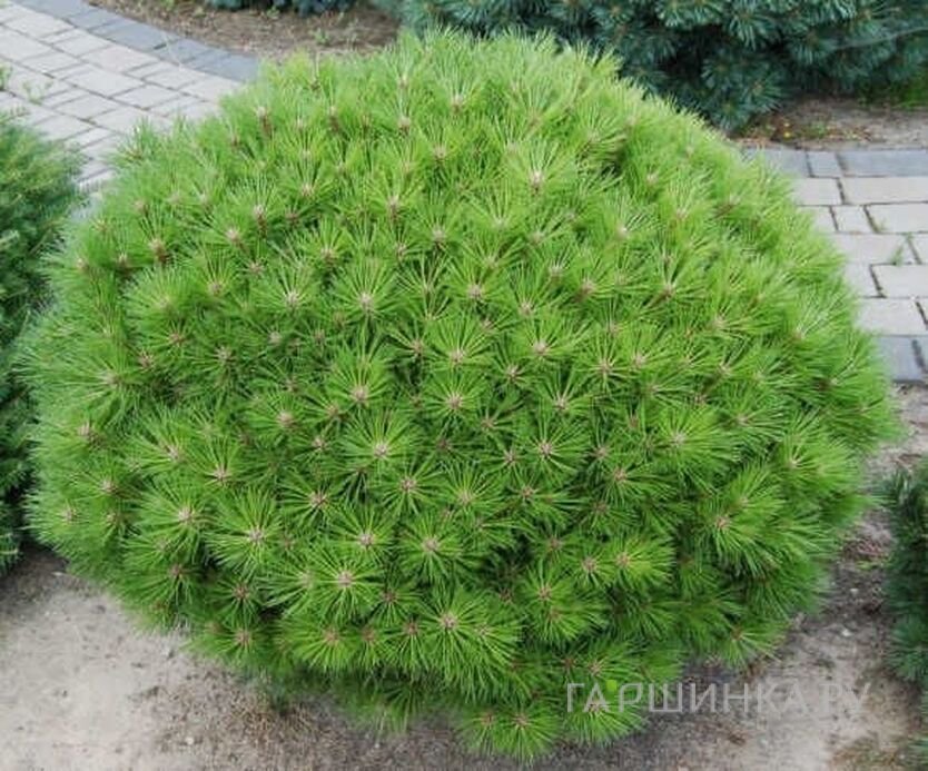 Сосна черная Бамбино