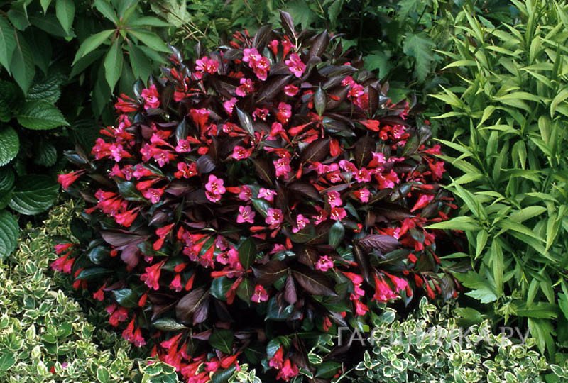 Вейгела Александра