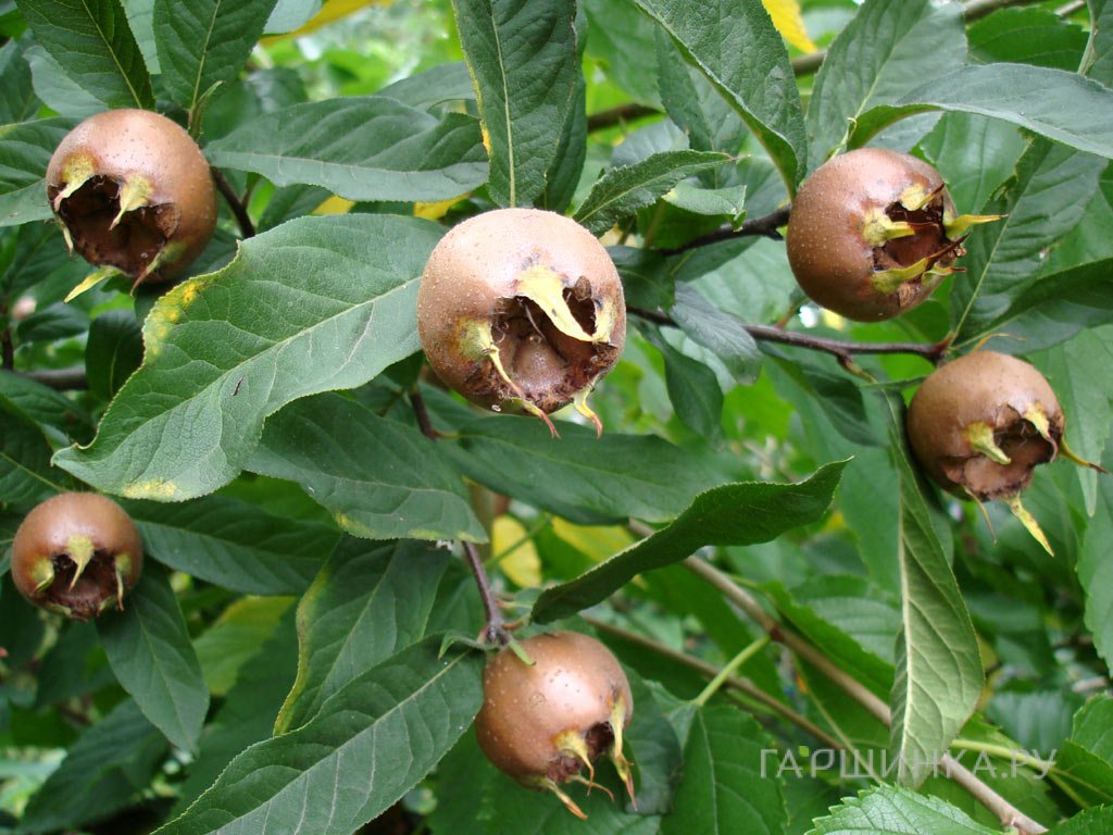 Мушмула германская