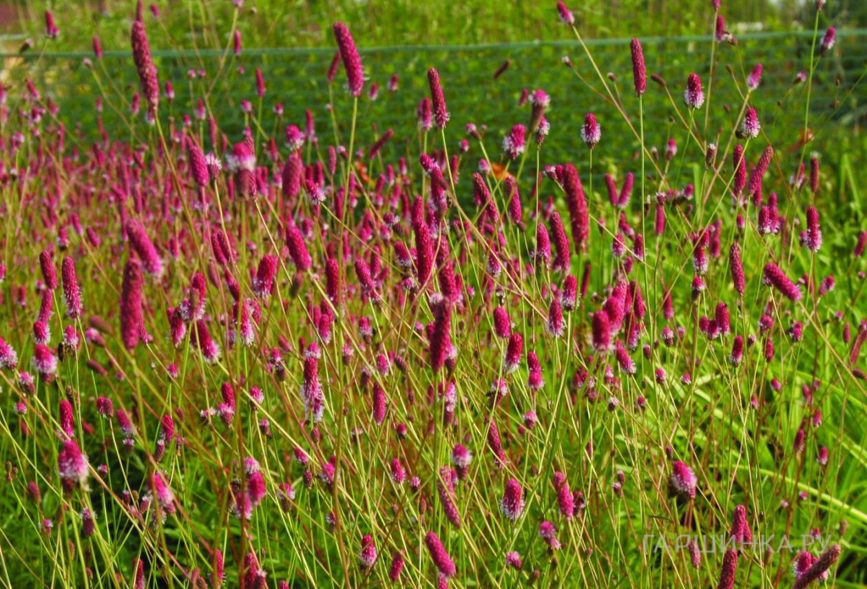 Кровохлебка Пинк Танна