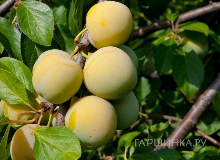 Слива Ренклод Колхозный