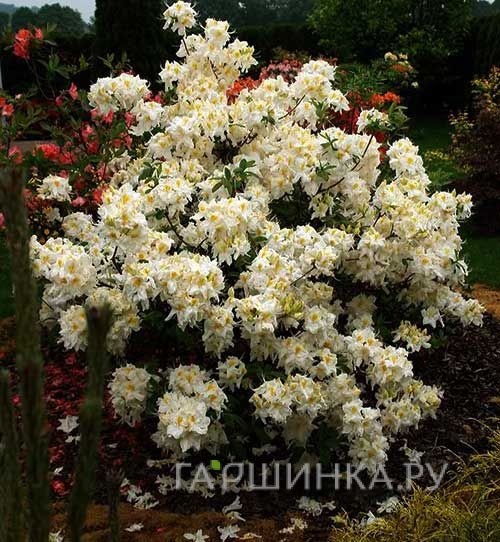 Рододендрон (Азалия) Шнееголд