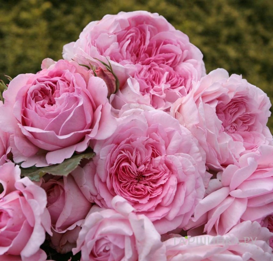 Роза Александра Принцесс де Люксембург шраб, Топалович (лиц)