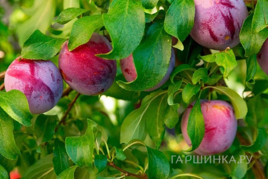 Слива Стартовая домашняя