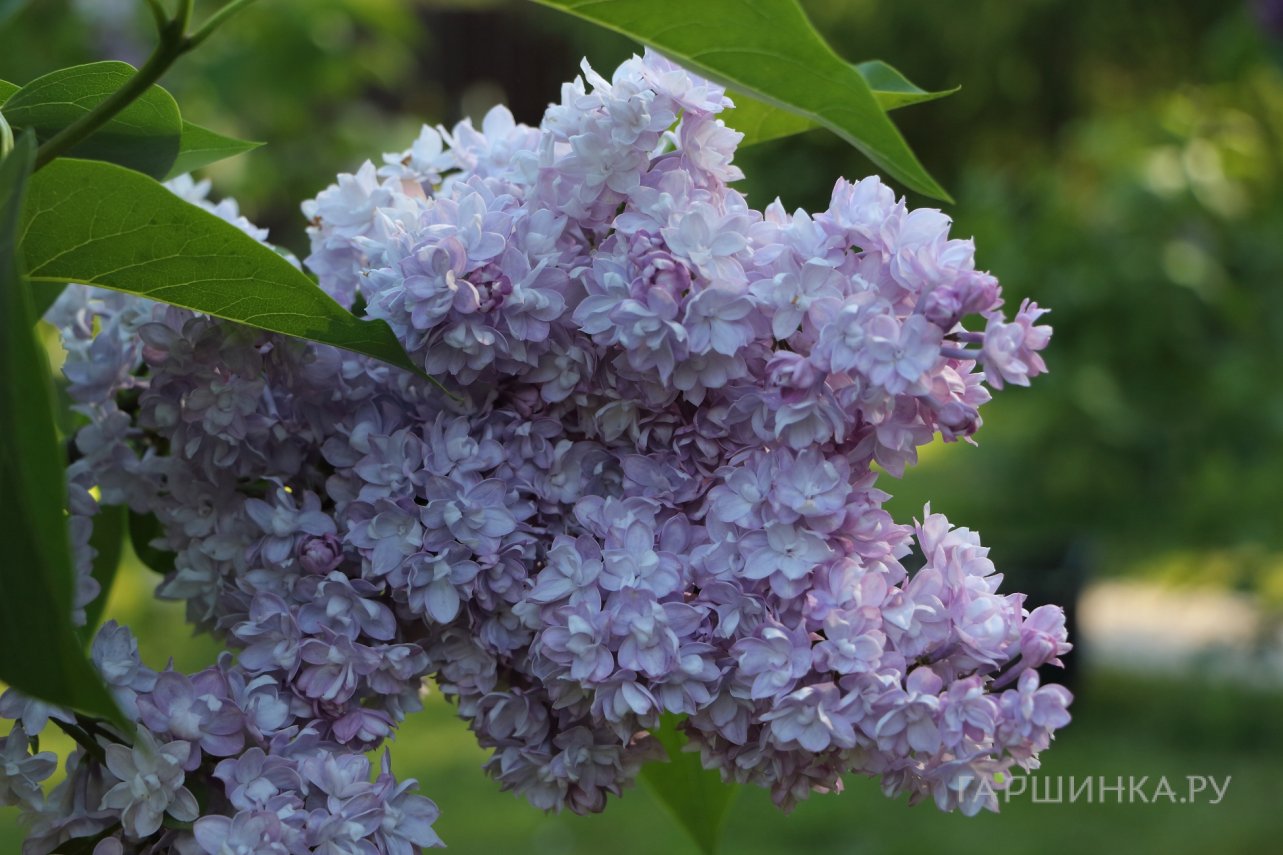 Сирень Виктор Лемуан