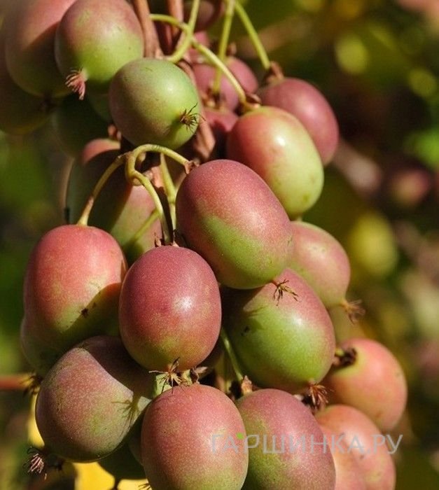 Актинидия (мини киви) Ананасная (женский сорт)