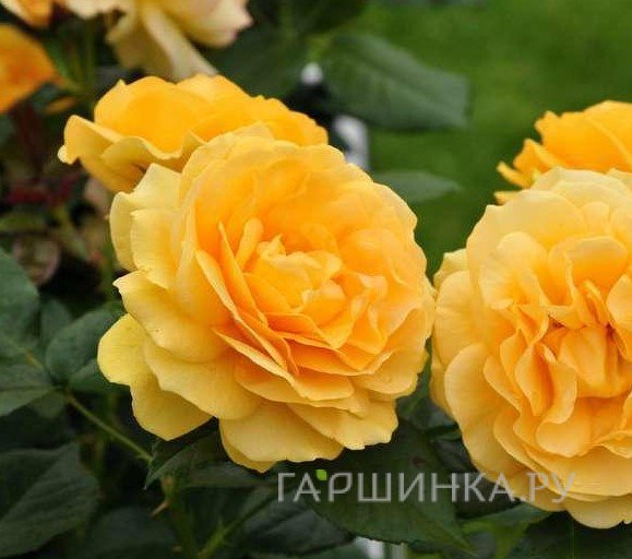 Роза Абсолютли Фабулос/Эннисайд, Викс (лиц)