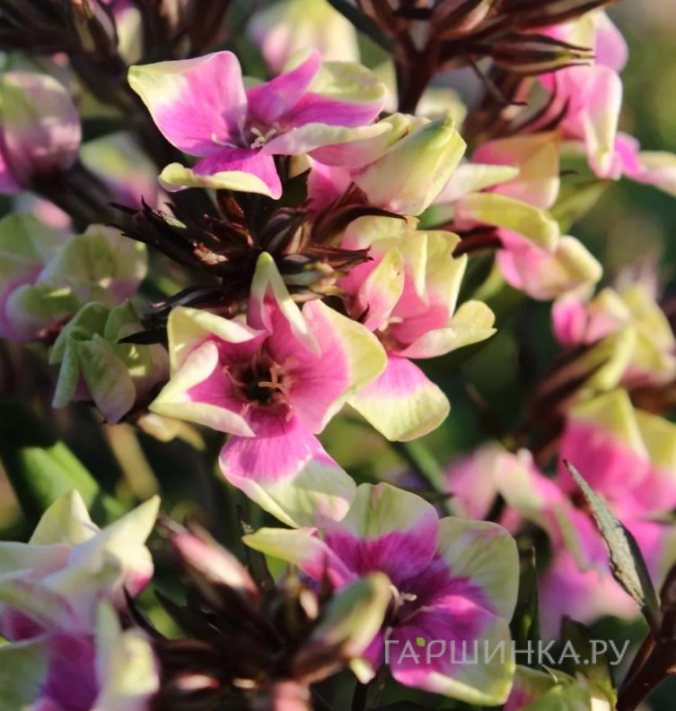 Флокс метельчатый Майкс Чойс