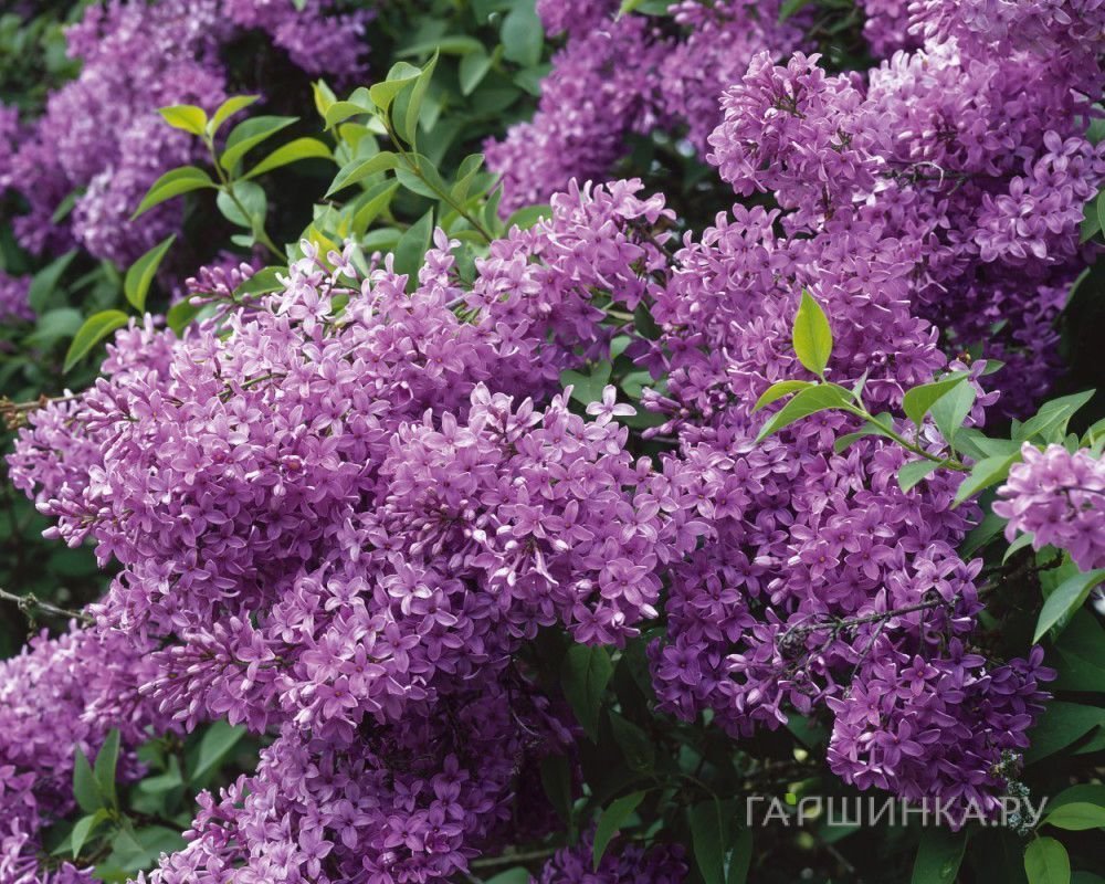 Сирень китайская Саугеана