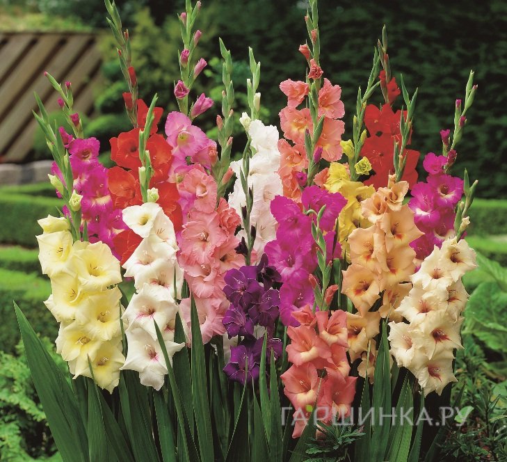 Гладиолус Микс сортов (мини) 5 шт.