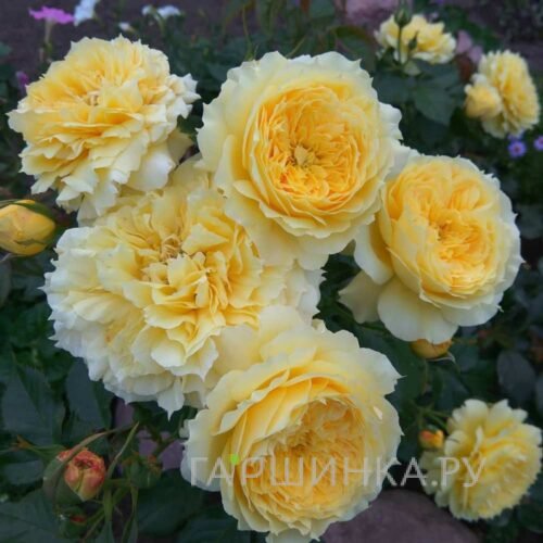 Роза Чайна Герл флорибунда, Тантау (лиц)