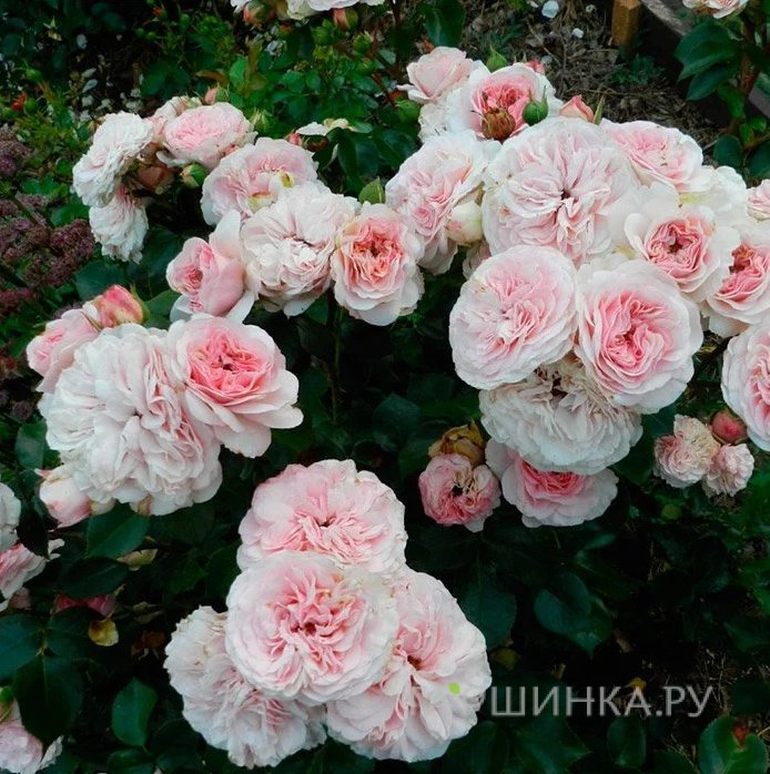 Роза Мария Тереза флорибунда, Тантау (лиц)