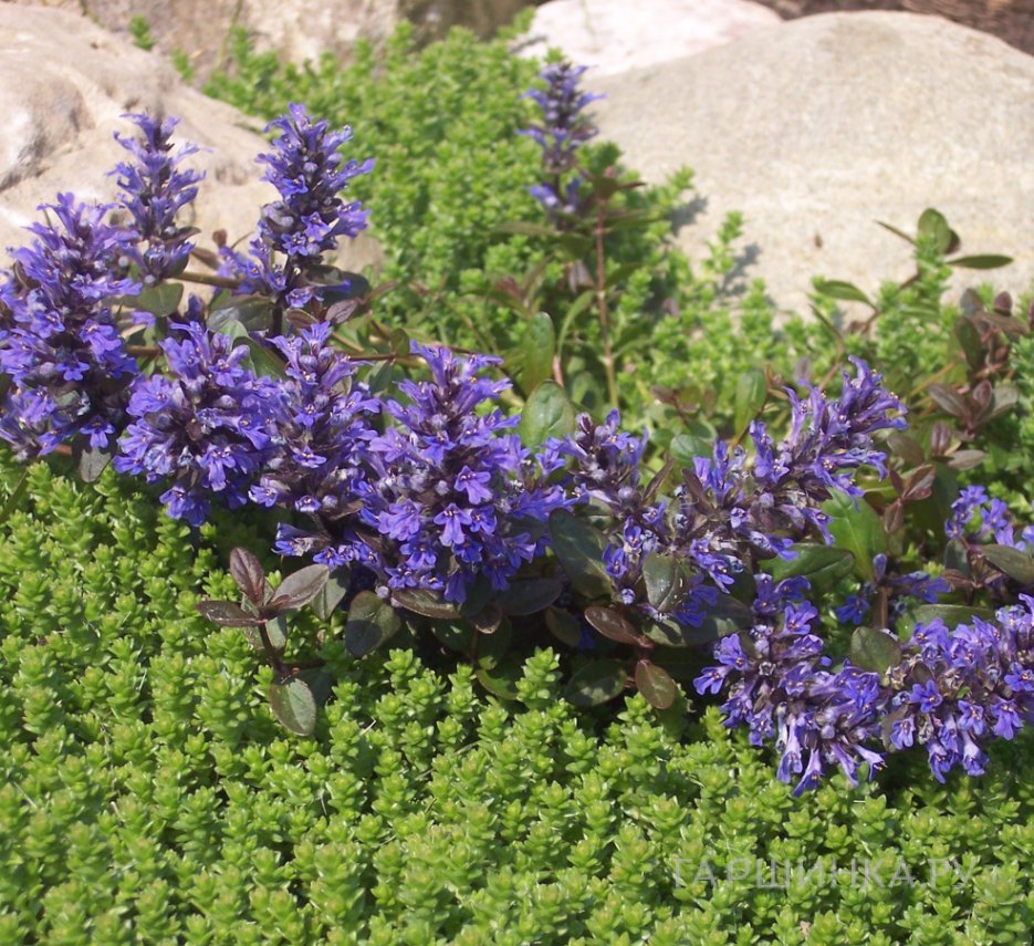 Живучка (Аюга) ползучая Вэлфредда